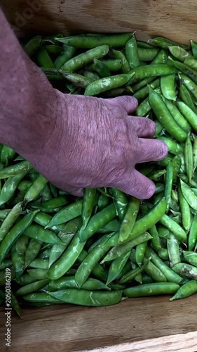 Mans hands carefully selecting fresh organic green pea pods in a wooden crate. Slow motion view of a man choosing vegetables