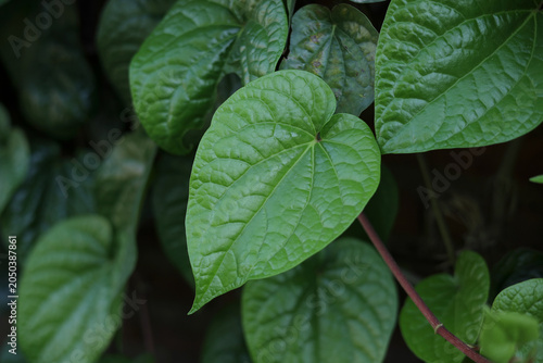 close up of betel green leaves