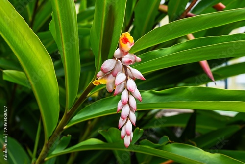 Photos Close up view of one shell ginger alpinia zerumbet flower blooming on branch wit