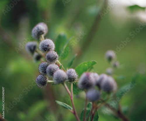 Selective focus on thorny wild plant with soft green background and natural bokeh. Botanical texture and abstract nature backdrop.