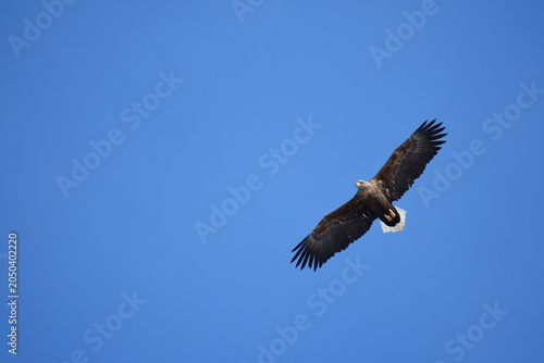 Photos 頭上で羽を広げたオジロワシと青空