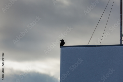 Schilderij op canvas Solitary crow perches on a rooftop's edge against an overcast morning sky, observing as shifting light and shadow transform a quiet urban scene and silhouette its iridescent black feathered figure