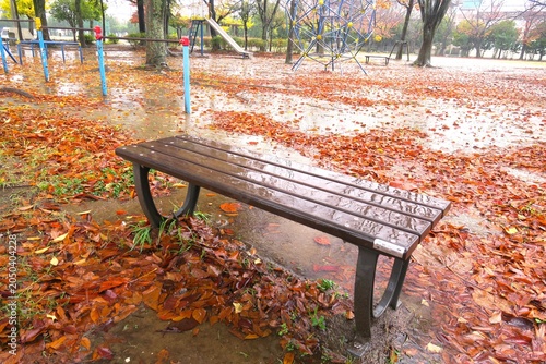 冬の欅の落葉のある雨の朝の誰もいない公園風景