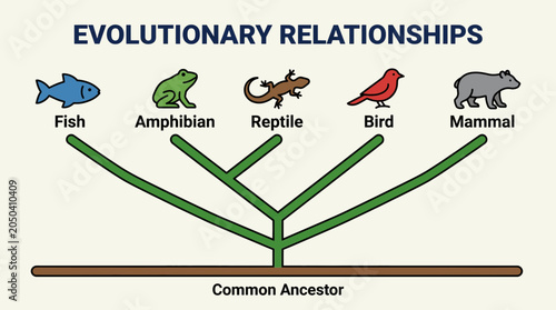 Slika na platnu Cladogram Showing Evolutionary Relationships