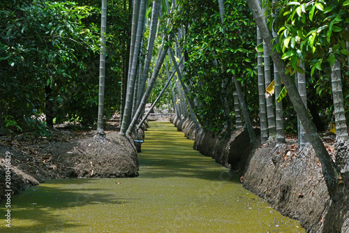 areca trees at groove canal
