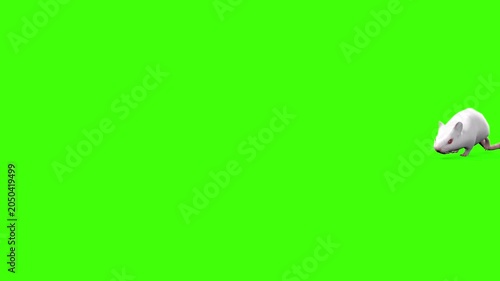 4k White albino house mouse with red eyes walk enter on the right side and exits on the left side, animation isolated on Green Screen, 3D mus musculus rodent mice walk rendering on the chroma key