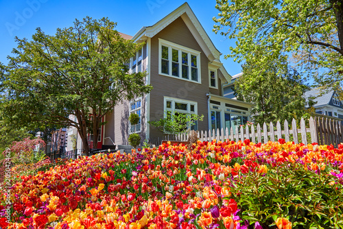 Foto Many vivid colors of tulips in full bloom completely filling up my front yard on