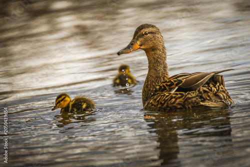 Fényképezés Female Mallard duck (Anas platyrhynchos) swimming with its fluffy ducklings on the water at LaSalle Park, Burlington, Ontario, Canada