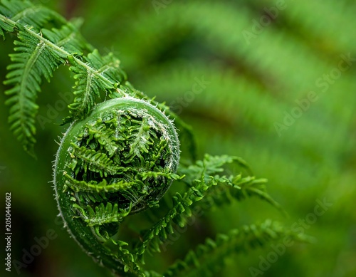 A close-up of a curled green fern frond with delicate leafy texture