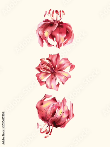 Flower wall art, minimalist stylized watercolor-style red Lilium chalcedonicu...