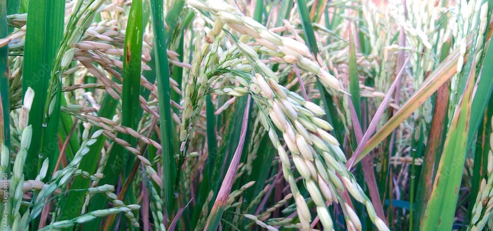 Obraz premium Detailed macro shot of young green and white rice grains tightly clustered on a stalk in a field
