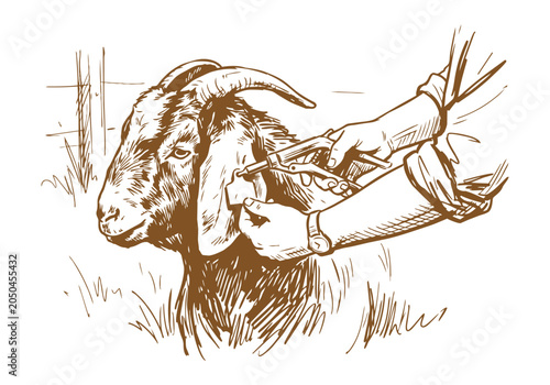 Foto Lively Farm Life: Hand-Drawn Boer Goat Sketch Collection from Portraits to Herdi