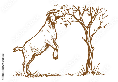 Obraz na plátně Lively Farm Life: Hand-Drawn Boer Goat Sketch Collection from Portraits to Herdi