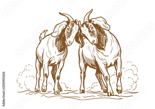 Fotografie Lively Farm Life: Hand-Drawn Boer Goat Sketch Collection from Portraits to Herdi