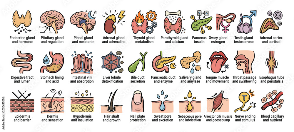 Obraz premium Human anatomy organs icons. Body glands physiology symbols. Internal system outline collection. Vector illustration.