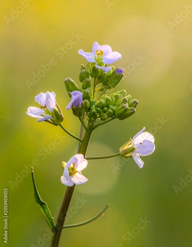 A close-up of a delicate flower stem with small, pale purple petals and green leaves against a blurred green and yellow background