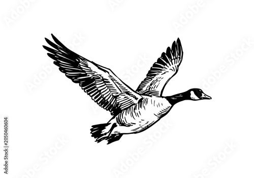 Fotografie Farmyard Fables: A Lively Hand Drawn Sketch Collection of Geese, Goslings, and R
