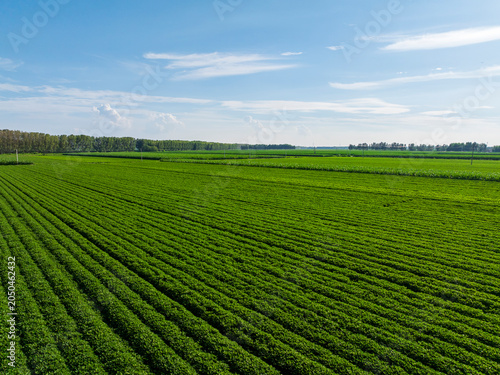  Peanut Field, Peanut plantation fields，Aerial view.