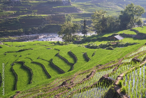 Obraz na plátně teracced rice field in Laocai, Vietnam