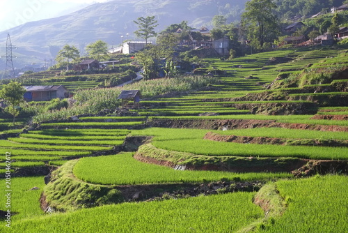 Obraz na plátně teracced rice field in Laocai, Vietnam