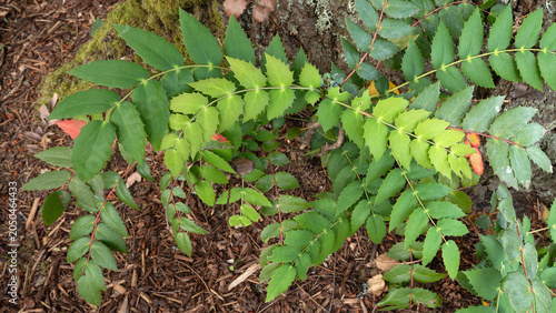Gently curving mahonia at base of tree