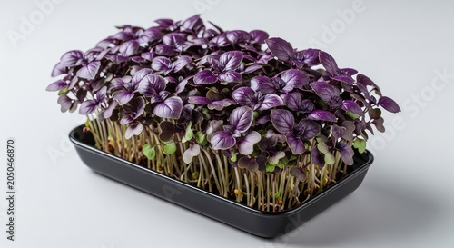 Vibrant purple basil microgreens with deep violet leaves and green stems growing in a black tray, perfect for healthy eating and nutrition, microgreens, detail, nutrition