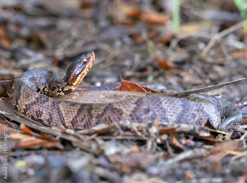 Foto Venomous Cottonmouth Snake (Agkistrodon piscivorus) Camouflaged in Coastal Grass