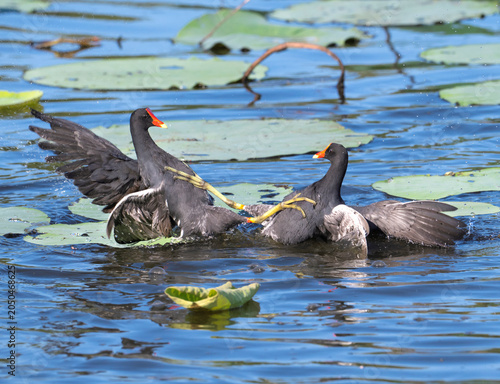 Εκτύπωση καμβά The territorial dispute of two moorhens (gallinula chloropus) , Texas, Sugar Lan