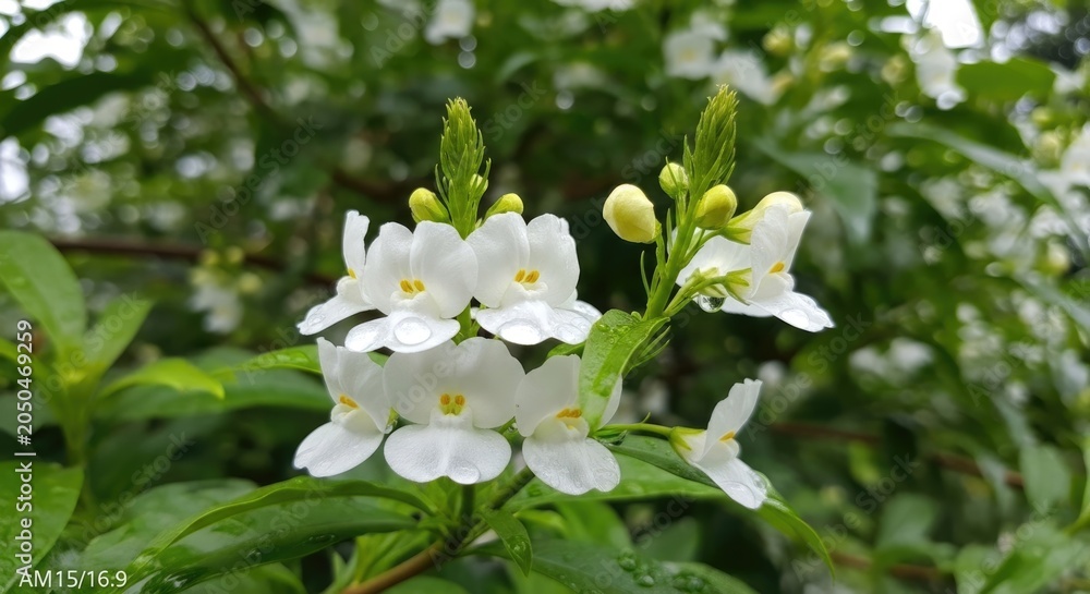 Fototapeta premium white flowers on green bush