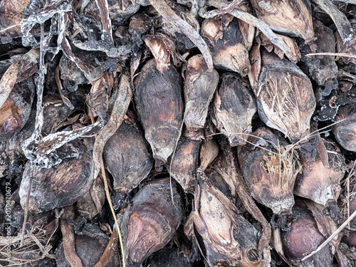 Detailed macro texture background of empty oil palm fruit bunch fibers and biomass waste.