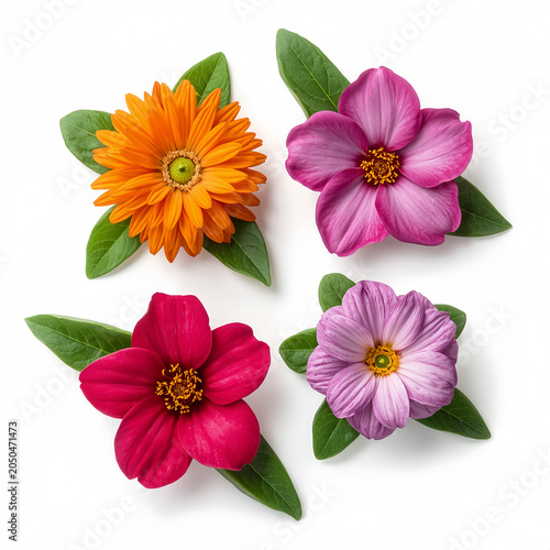 Pink and Coral Tulip Flower Arrangement Frame on White Background, Top View Spring Floral Border