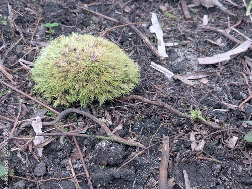 A round clump of green cushion moss growing on the dark forest ground surrounded by dry twigs.