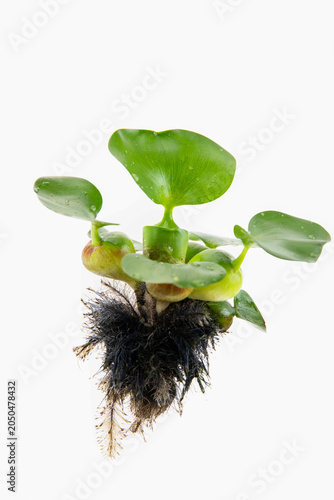 Quadro su tela Water Hyacinth in Shanghai River, China