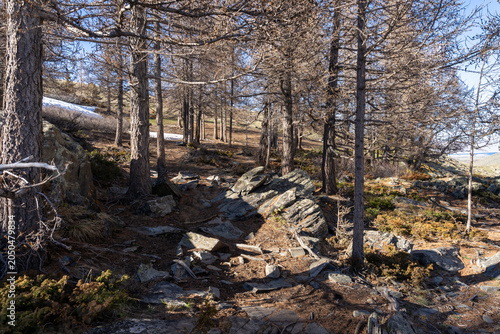 Rocky Trail Through Sparse Siberian Larch Forest in Early Spring, Mongolian Altai Highland