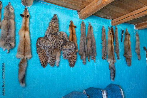 Taxidermy Animal Pelts and Owl Skins Displayed on Turquoise Wall in Kazakh Hunter's Home, Bayan-Ulgii, Mongolia