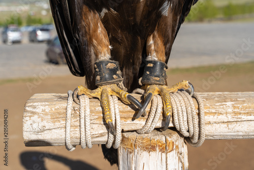 Golden Eagle Talons and Leather Jesses Close-Up on Wooden Perch with Rope, Falconry Detail, Mongolia