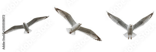 Foto Flying seagulls in flight motion sequence set 3D illustration isolated on white background