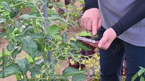 Smart agriculture concept with a person holding phone to check crop growth in organic vegetable garden.