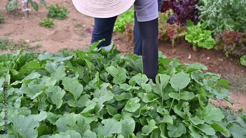 Urban farmer carefully taking care of leafy green crops in a weekend allotment garden.