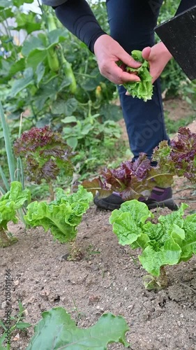 An urban farmer harvesting fresh green lettuce at a weekend farm garden for a healthy lifestyle.