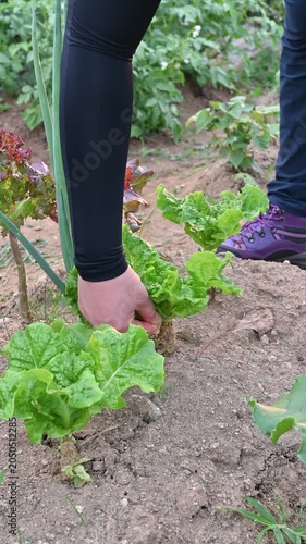 An urban farmer harvesting fresh green lettuce at a weekend farm garden for a healthy lifestyle.