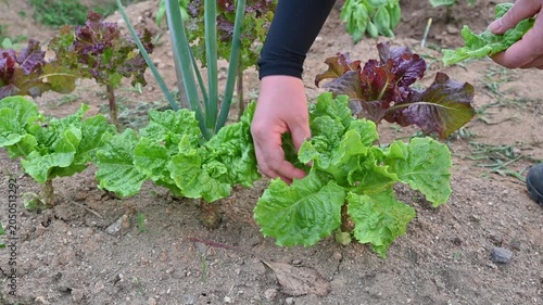 An urban farmer harvesting fresh green lettuce at a weekend farm garden for a healthy lifestyle.