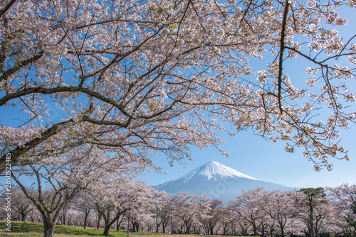 cherry blossom in spring