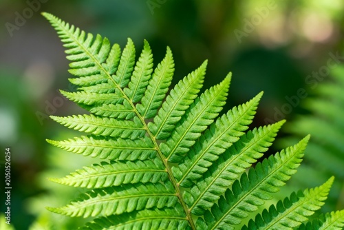 Close-up of a Vibrant Green Fern Leaf