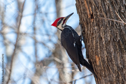 Photography Pileated wood pecker on a tree