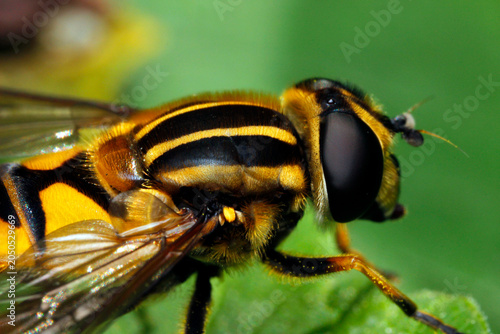 Φωτογραφία Close-up macro of a hoverfly with large black eyes and yellow stripes