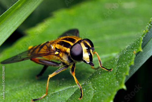 Obraz na plátně Close-up macro of a hoverfly (Helophilus pendulus) on green leaf