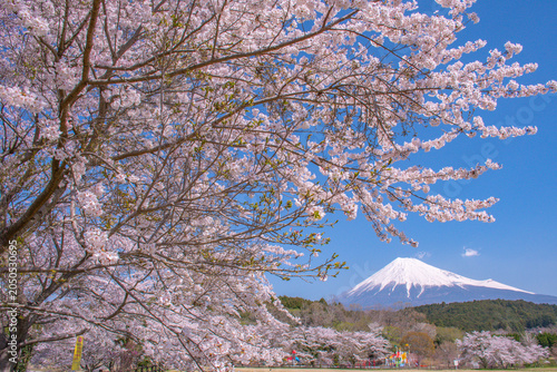 cherry blossom in japan