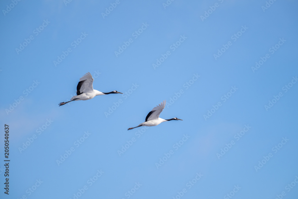 Fototapeta premium Two red-crowned cranes flying in a clear blue sky in Hokkaido / 青空を飛ぶ2羽の丹頂鶴