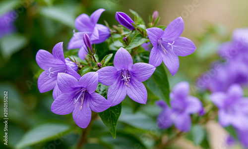 Jamaican Bellflower